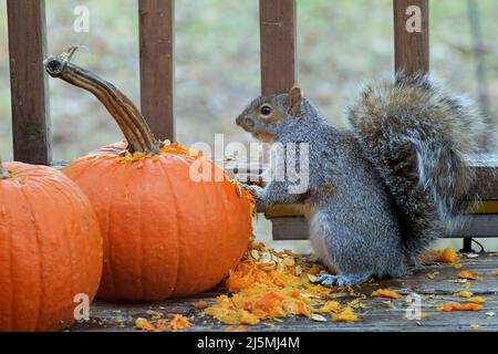 A clever Eastern gray squirrel (Sciurus carolinensis) caught in the act of digging into pumpkins for seed on a backyard deck in New England Stock Photo