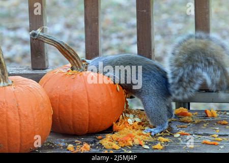 A clever Eastern gray squirrel (Sciurus carolinensis), with head immersed, diving into a pumpkin for seed on a backyard deck in New England Stock Photo