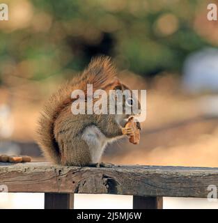 Side view of a North American red squirrel eating with its paws while sitting up on a backyard deck railing in Spring in New England Stock Photo