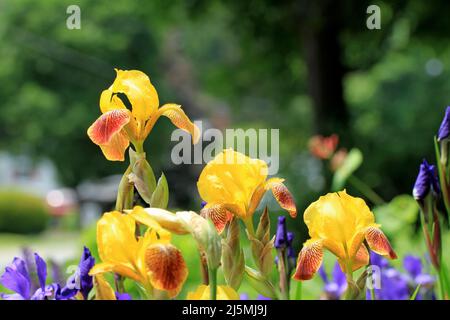 New England flower garden of yellow German bearded irises (Iris x germanica) and purple Japanese irises (Iris ensata) Stock Photo