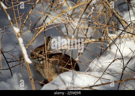 An Eastern cottontail rabbit (Sylvilagus floridanus) taking shelter under a dense thicket in snow during a New England winter Stock Photo