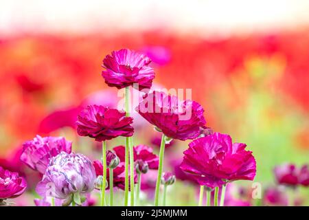 Close up of bunch of purple Ranunculus flowers within a field of other foliage during springtime in California. Stock Photo