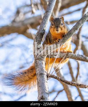 An eastern fox squirrel perched in a tree keeps watch in a wooded area in Culver, Indiana, USA Stock Photo