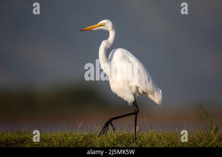 A single Great Egret in profile (Ardea alba) on the grassy banks of a lagoon in the Zimanga Private Game Reserve in Kwa Zulu Natal, South Africa Stock Photo