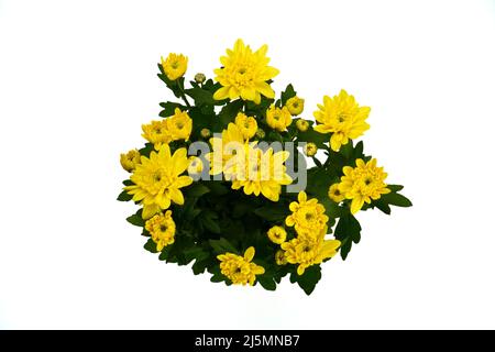 Top view of the isolated flowering Chrysanthemum plant with yellow blossoms on a white background. Sample of the houseplants market offer. Stock Photo