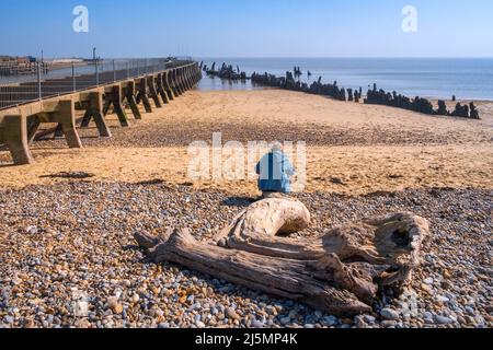 Groynes old and new, at low tide and a lady sitting on a large driftwood log at Walberswick estuary, Suffolk, UK. Stock Photo