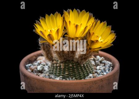 Cactus Lobivia Famatimensis in flower. Stock Photo