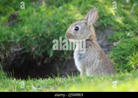 Wild Rabbit standing tall at Hollingworth Lake Nature Reserve Stock Photo