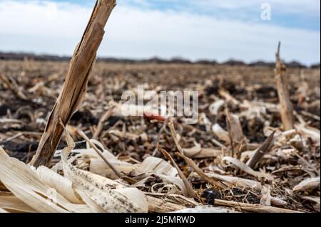 Corn field after harvest with strewn stover over disced soil. Stock Photo