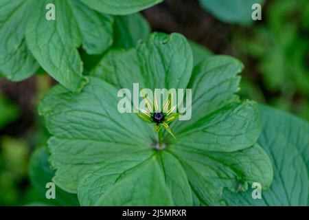 Poisonous Plant Ravens Eye Four Leaf Paris Quadrifolia Close Up Of A Plant With Fruit Stock Photo Alamy