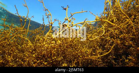 Brown algae Japanese wireweed, Sargassum muticum seaweed, underwater in the ocean, eastern Atlantic, Spain Stock Photo