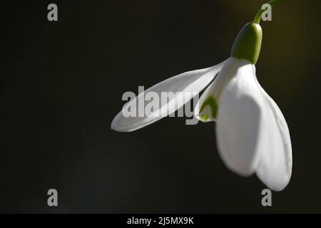 Close up of snowdrop on dark background with copy space Stock Photo