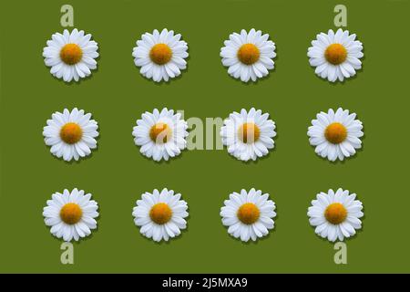 Floral pattern of daisies isolated on green background Stock Photo