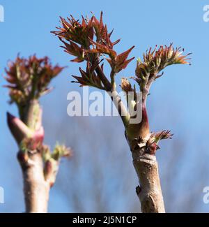 Aralia elata - Japanese angelica tree Stock Photo