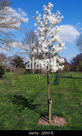Magnolia x loebneri 'Donna' at Ashfield House Arboretum Stock Photo