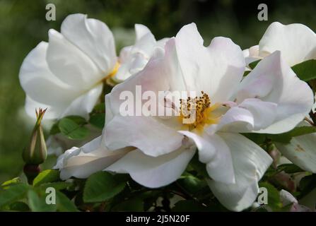 White Rose of York - Scotch Rose (Rosa alba) from Traite des