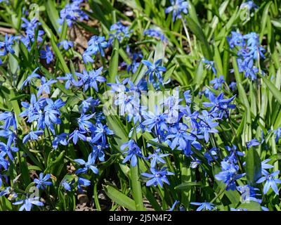 Snow glory, a perennial that produces a carpet of tiny blue flowers early in the spring Stock Photo