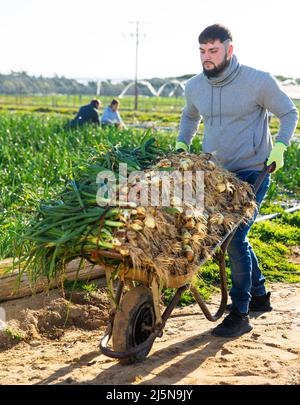 Young gardener pushing wheelbarrow with green onions Stock Photo