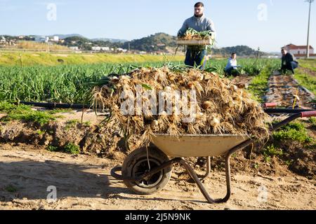 Wheelbarrow with freshly harvested green onions Stock Photo