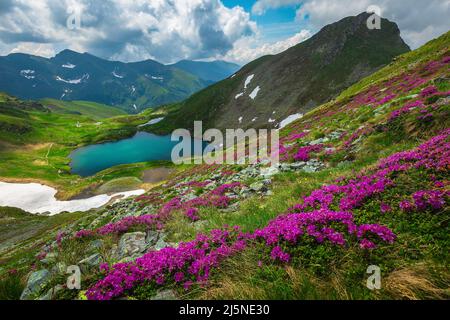 One of the most fantastic nature landscape at early summer. Picturesque view with lake Capra and blooming rhododendron flowers on the slopes, Fagaras Stock Photo