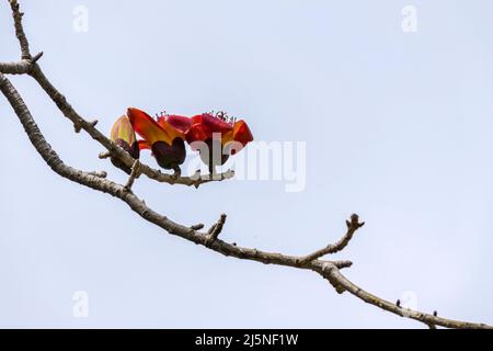 Red Flowers of Bombax ceiba tree closeup against sky Stock Photo