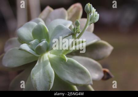 Hen and Chicks Houseplant Echeveria elegans In bloom Stock Photo