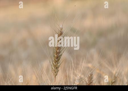 Close-up photo of Wheat pods or Wheat ear in wheat crop in the field, india Stock Photo