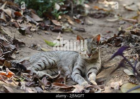 Close-up photo of A little grey tabby cat baby lying in the garden in the autumn and looking at the camera Stock Photo