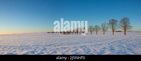 Alley of trees between winter fields at sunrise. Empty road through snow-covered field after a blizzard at sunset. Clear sky, golden light. Idyllic ru Stock Photo