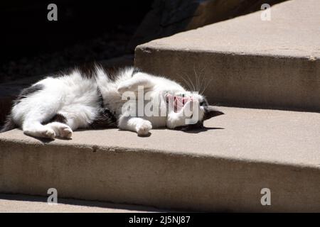 Black and white cat with broken and missing teeth rolling over and yawning in sunlight on concrete steps Stock Photo