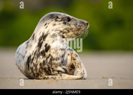 Grey Seal, Halichoerus grypus, detail portrait on the sand beach. Seal with sand beach. Animal in the nature sea habitat. Seal with sunrise light, bea Stock Photo