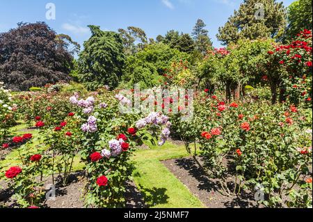 Beautiful white and pink roses creating arch over the path in a garden Stock Photo