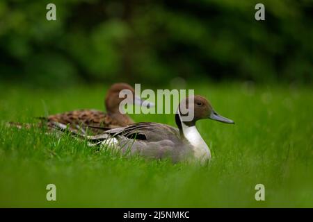 Northern Pintail, Anas Acuta, pair sitting in the green grass. Water bird in the meadow. Pait of beautiful animal in the nature habitat. Brown bird fr Stock Photo