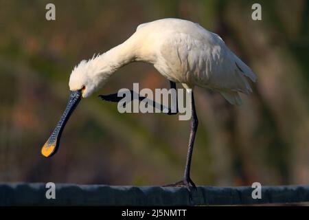 Eurasian Spoonbill, Platalea leucorodia, in the water, detail portrait of bird with long flat bill, Camargue, France. White water bird with big spoon Stock Photo