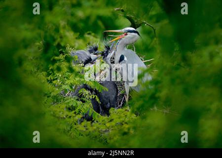 Heron family in the nest. Feeding scene during nesting time. Grey heron with young in the nest. Food in the nest with young herons. Birds in the nest. Stock Photo