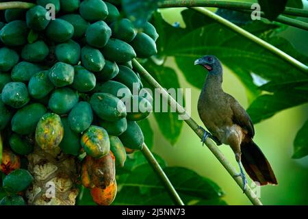 Exotic bird in the beautiful nature habitat. Rufous-vented Chachalaca, Ortalis ruficauda, sitting on the tree branch. Coconut palm tree with beautiful Stock Photo