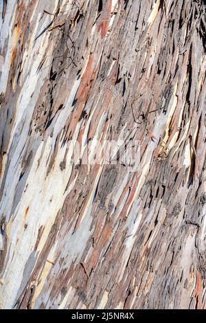 Close-up of a peeling bark tree at San Francisco in California Stock Photo