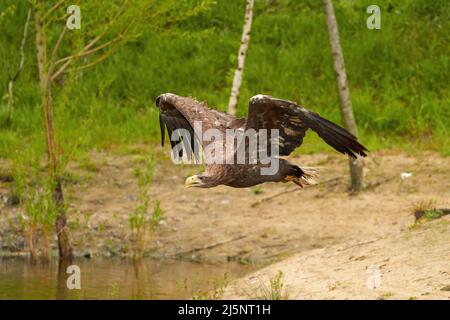 A hunting bald eagle glides effortlessly through the air while flying just above the water's surface with wings outstretched. Lake, prey, green, trees Stock Photo