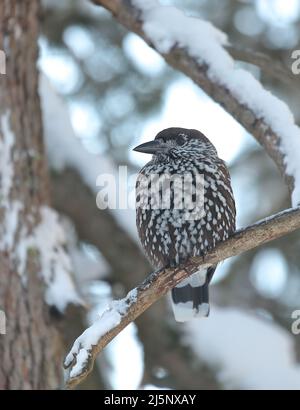 Spotted nutcracker, nucifraga caryocatactes, looking on snowy trunk in winter. Wild little bird sitting on white trunk. Brown and white animal with fe Stock Photo