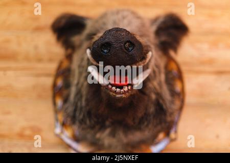 Wild boar head with open mouth and fangs close-up, snout in focus. Manufacture of stuffed animals, taxidermy. Terrible scary monster with creepy smile Stock Photo