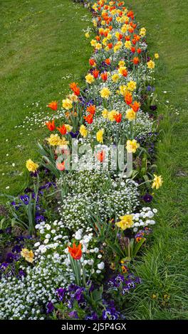 Flowerbed Tulips, pansy and other Spring flowers in garden. Baden Baden, Baden Württemberg, Germany Stock Photo