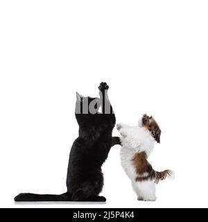 Portrait of beautiful cat and purebred dog isolated on white background. Animal life, friendship, interplay concept. Collage Stock Photo