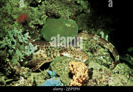 Brownbanded Bambooshark, Bamboo shark or Epaulette shark (Chiloscyllium punctatum), in a coral reef, Irian Jaya, Halmahera sea, Indonesia, Asia Stock Photo