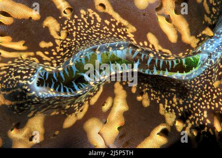 Detail of a Fluted Giant clam (Tridacna squamosa), Maldives, Indian ocean, Asia Stock Photo