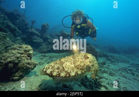 Scuba diver looks on a Broadclub cuttlefish (Sepia latimanus), Bali island, Indonesia, Asia Stock Photo