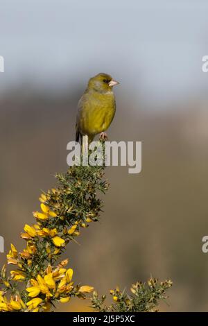 Greenfinch (Carduelis chloris) male singing Norwich Norfolk GB UK April 2022 Stock Photo
