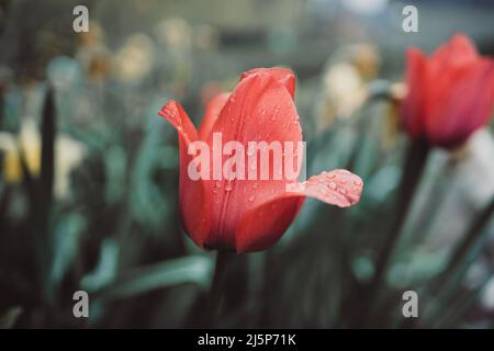 beautiful red tulip with raindrops Stock Photo