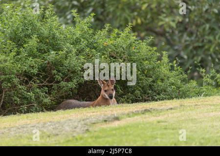 Young, wild, red-necked wallaby (Macropus rufogriseus) lying on grass beside garden shrubs in private garden in Queensland, Australia. Stock Photo