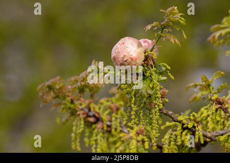 Oak Apple Gall Wasp (Biorhiza pallida) Norfolk UK GB April 2022 Stock Photo