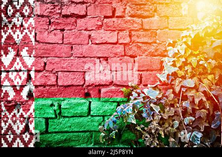 Belarus grunge flag on brick wall with ivy plant sun haze view, country symbol concept Stock Photo